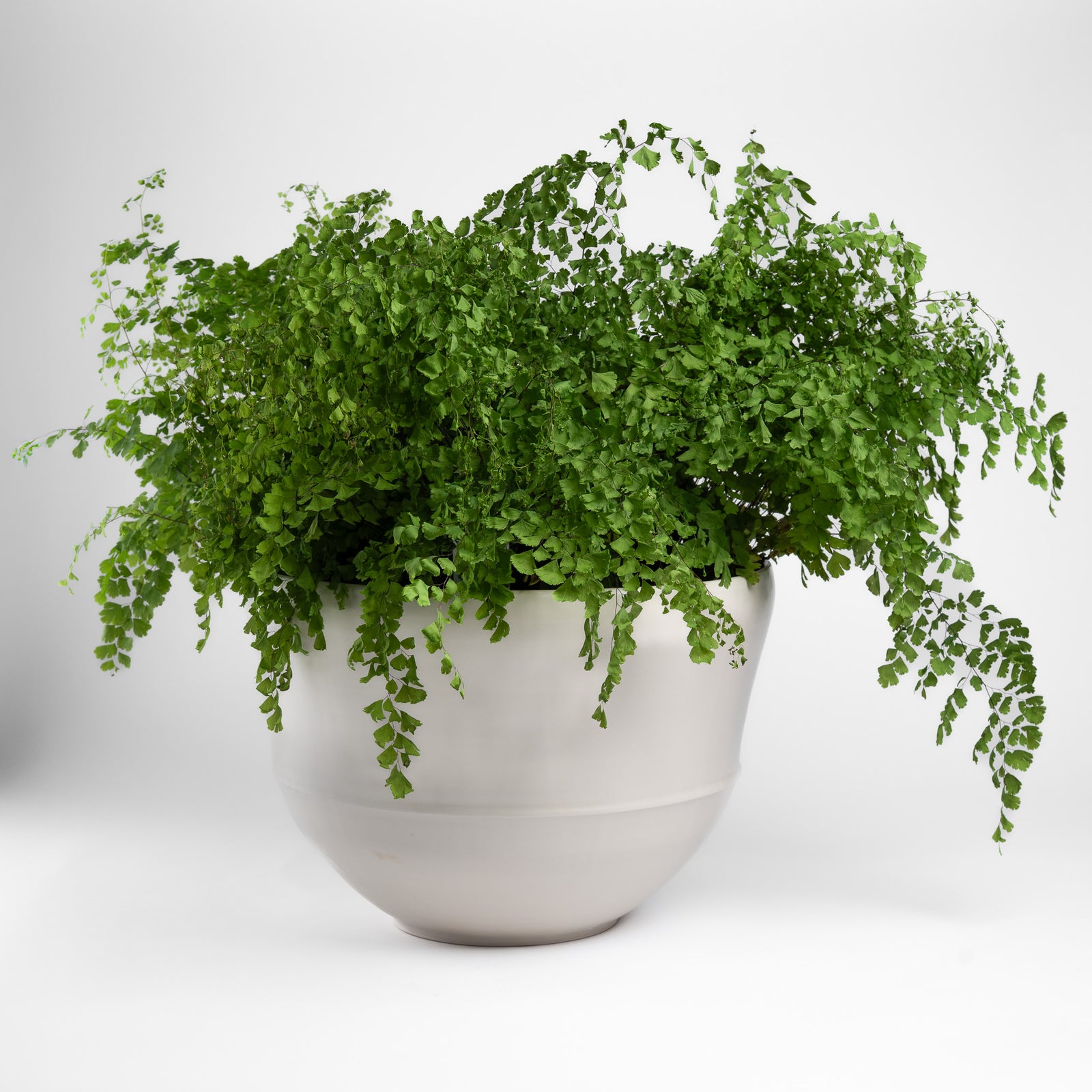 Large Matte White Assembled Bowl