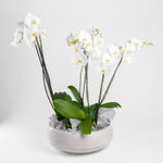 Large Matte White Asssembled Bowl