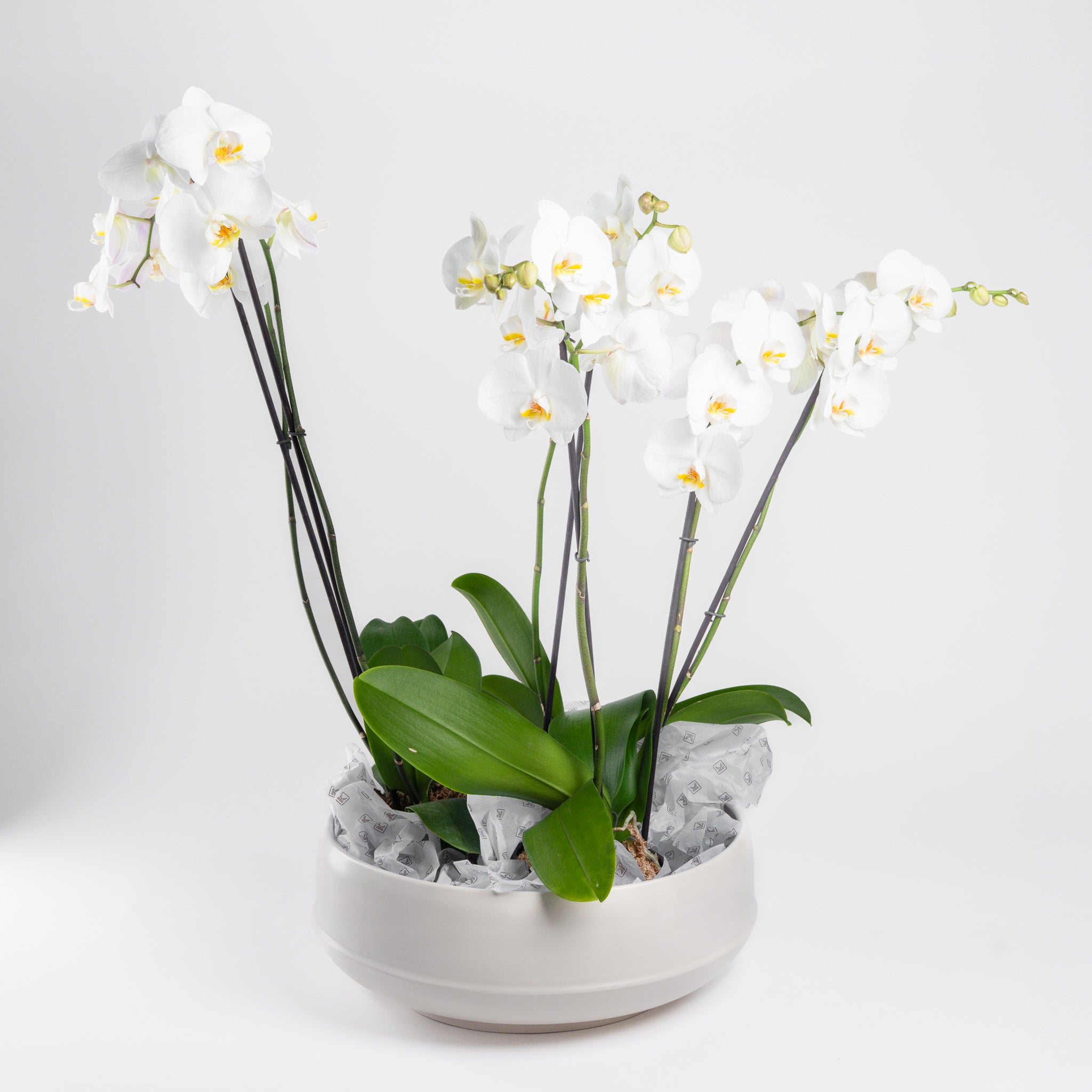 Large Matte White Asssembled Bowl