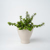 Medium Succulent Planter- 2025 Edition
