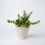 Medium Succulent Planter- 2025 Edition