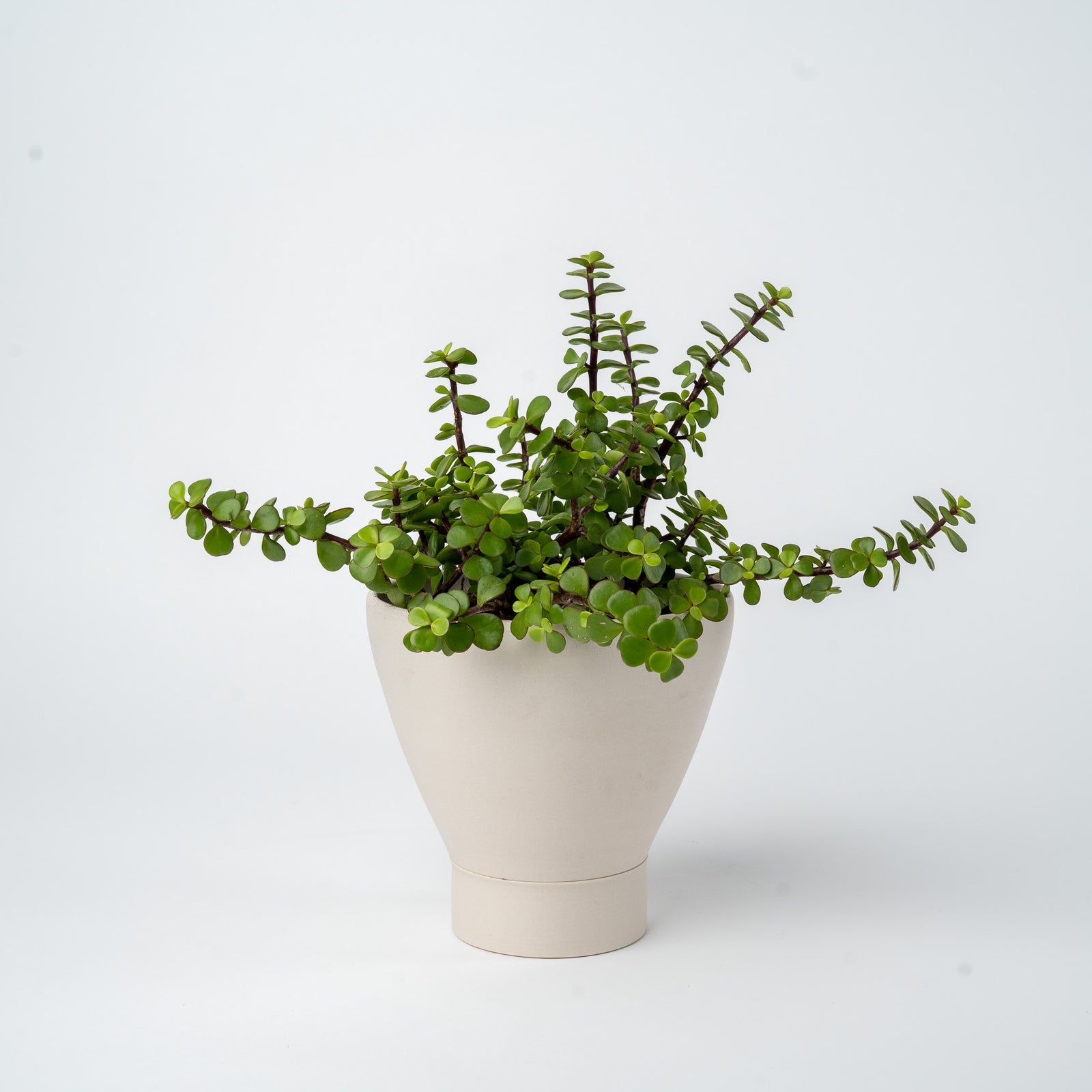 Medium Succulent Planter- 2025 Edition
