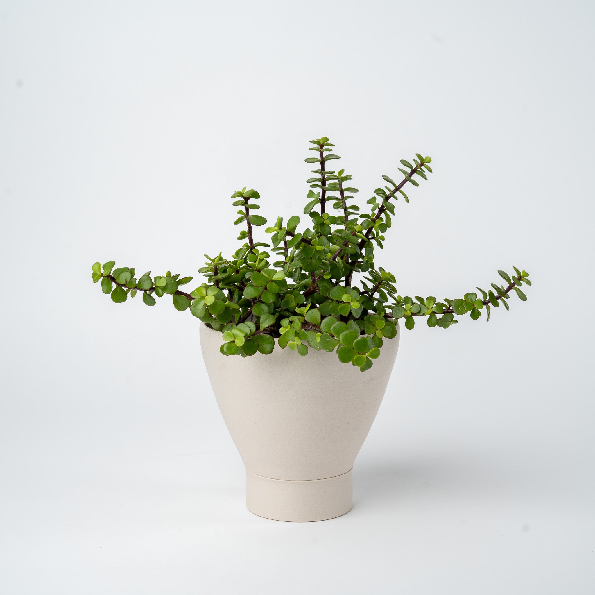 Medium Succulent Planter- 2025 Edition