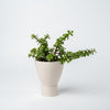 Small Succulent Planter- 2025 Edition