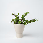 Small Succulent Planter- 2025 Edition