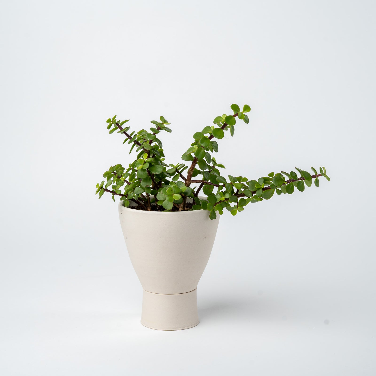 Small Succulent Planter- 2025 Edition