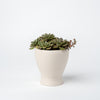 Small Succulent Planter- 2025 Edition