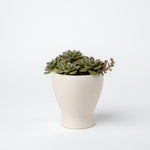 Small Succulent Planter- 2025 Edition