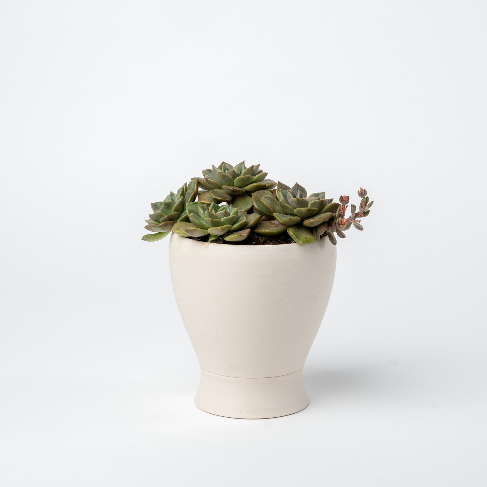 Small Succulent Planter- 2025 Edition