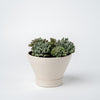 Small Succulent Planter- 2025 Edition