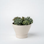 Small Succulent Planter- 2025 Edition