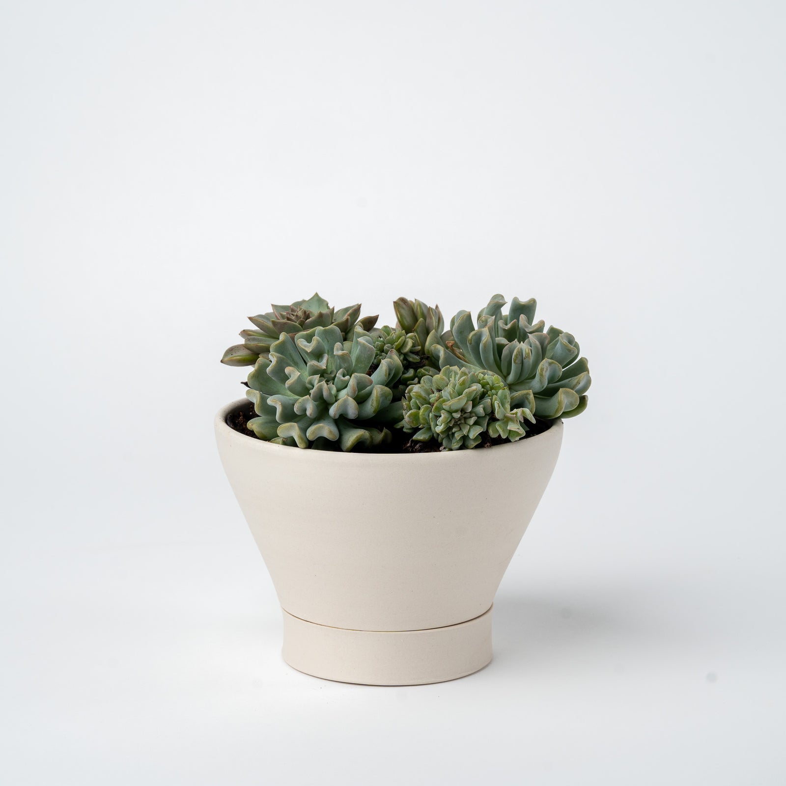 Small Succulent Planter- 2025 Edition