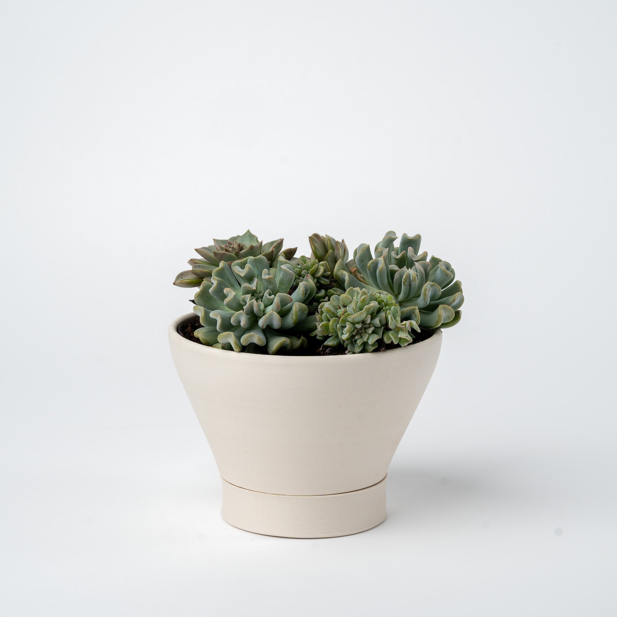 Small Succulent Planter- 2025 Edition