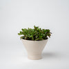 Medium Succulent Planter- 2025 Edition