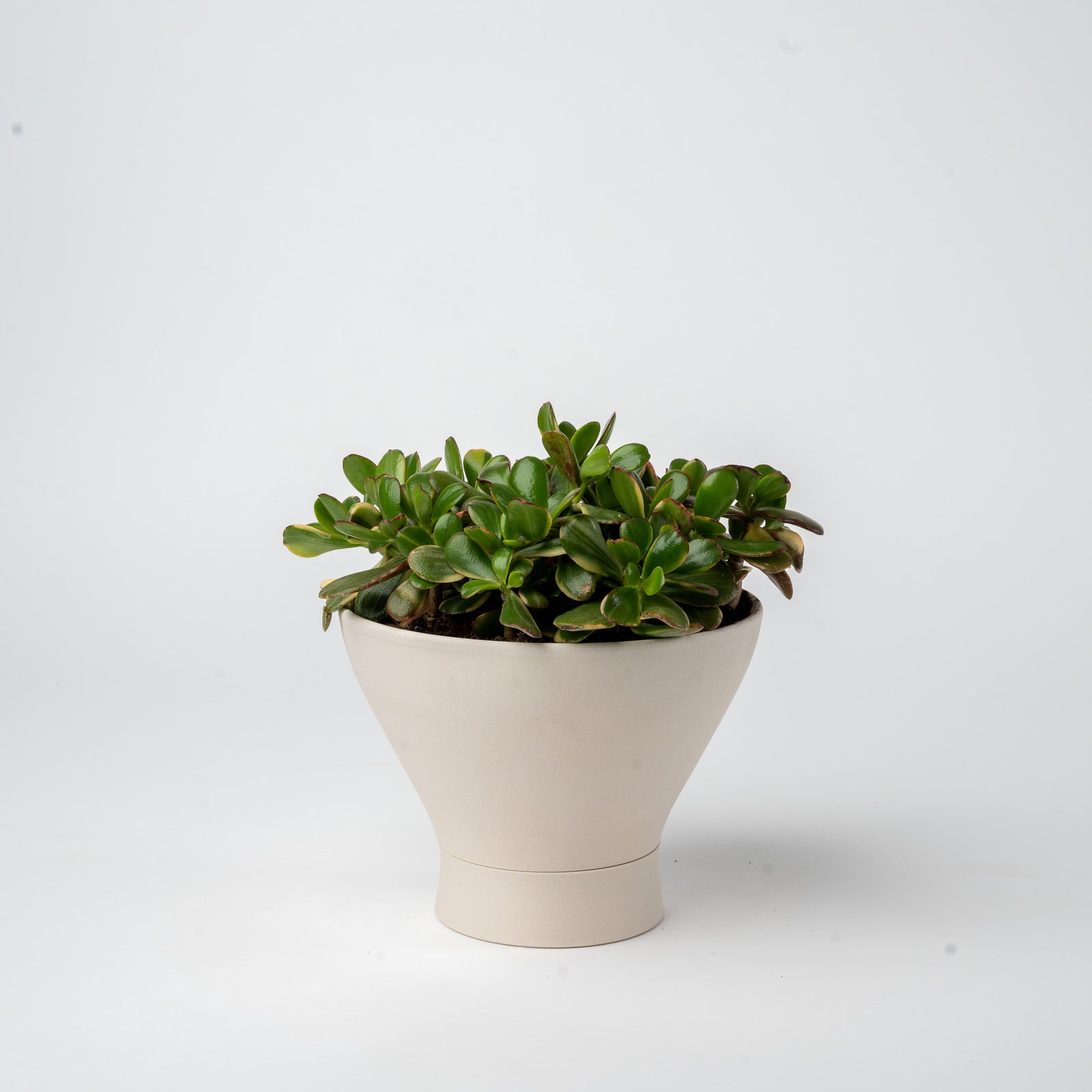 Medium Succulent Planter- 2025 Edition