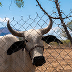 La Vaca
