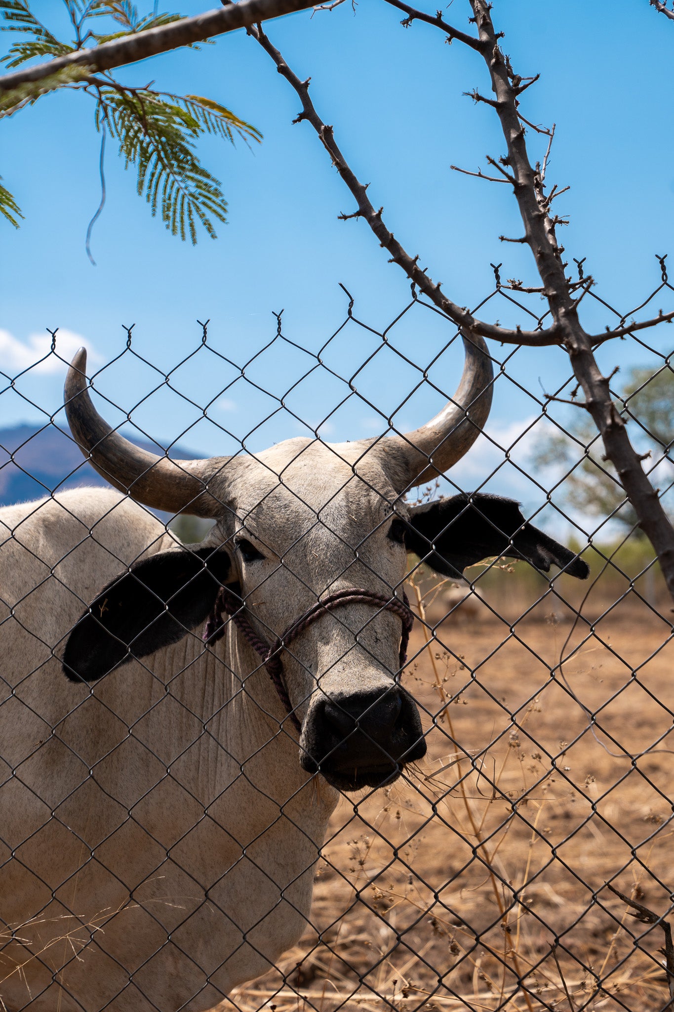 La Vaca
